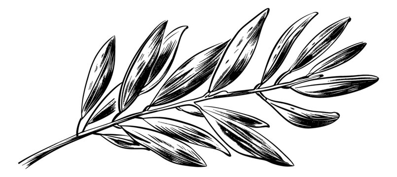 olive branch engraving black and white outline