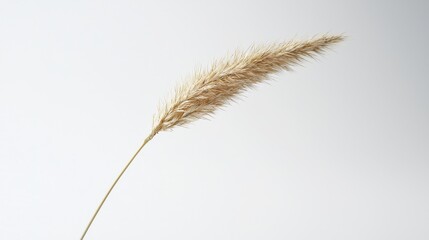 A slender, golden grass stalk with a feathery top stands against a light background, showcasing nature's delicate beauty.