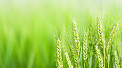Close-up of Green Wheat Stalks in a Field