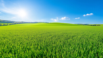 Fototapeta premium Sunlit Green Field with Rolling Hills