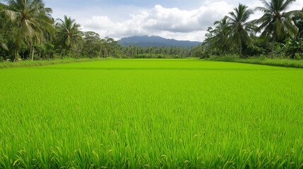 Obraz premium Lush Green Rice Paddy Field with Mountains and Palm Trees