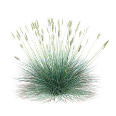 Free PNG 3d illustration of Festuca glauca tree frontal isolated transparent background perfectly cutout high resolution