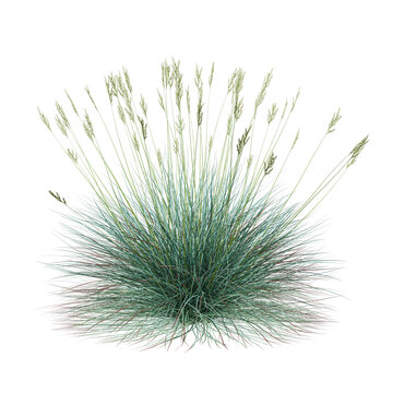 Free PNG 3d illustration of Festuca glauca tree frontal isolated transparent background perfectly cutout high resolution