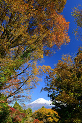 Let's go see some autumn leaves