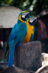 blue and yellow macaw