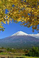 Let's go see some autumn leaves