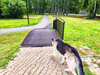 A German shepherd walks on a leash toward a park pathway, surrounded by green grass and trees on a sunny day