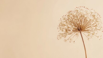 Dried flower head against a beige background. 