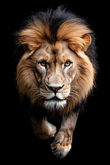 Fototapeta premium Lion walking through a dark, isolated on black background