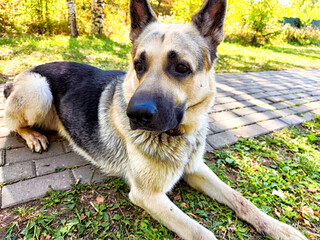 A German Shepherd relaxing on a sunny path surrounded by greenery in a peaceful park during autumn...