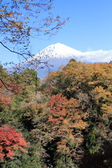 Fototapeta premium Let's go see some autumn leaves