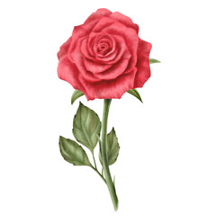 Red rose with stem and leaves in realistic style in watercolor as a symbol of love, passion and desire.Hand-drawn illustration for Valentine's Day, March 8, Mother's Day,Memorial day,public holiday