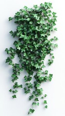 Lush cascading ivy plant against a white textured wall, vibrant green leaves spreading naturally, minimalistic botanical illustration