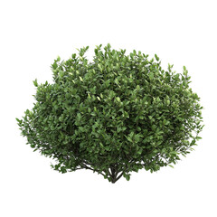 Obraz premium Dense Green Bush
