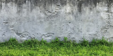 Cement Wall Moss Growth