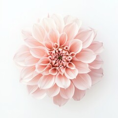 Fototapeta premium Soft Pink Dahlia Bloom with Delicate Petals Isolated on White Background, Showcasing Grace and Elegance