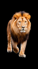 Obraz premium Lion walking through a dark, isolated on black background