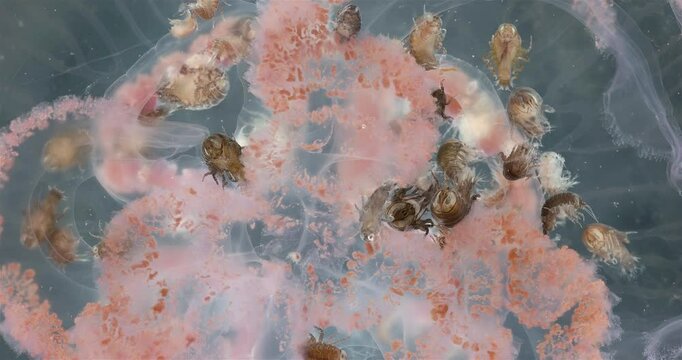 Amphipoda Crustacea Hyperia galba, family Hyperiidae. They parasitize on jellyfish Aurelia aurita, feeding on its tissues, tentacles. White sea