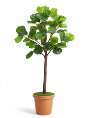 Tall Fiddle Leaf Fig Tree in Rustic Terracotta Pot on Bright White Background
