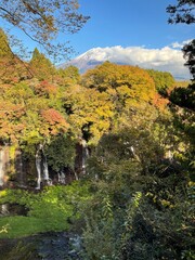 Let's go see some autumn leaves