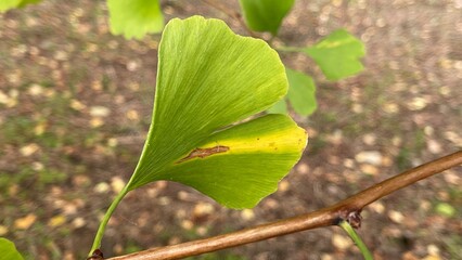 The autumn leaves are at their peak, it's the perfect time to see them