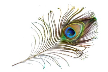 Obraz premium Colorful peacock feather detail isolated on white background