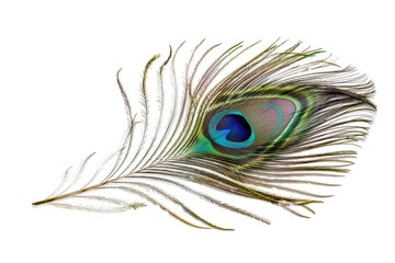 Fototapeta premium Detailed photo of vivid peacock feather isolated on white.