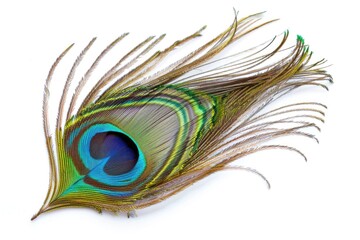 Detailed photo of vivid peacock feather isolated on white.