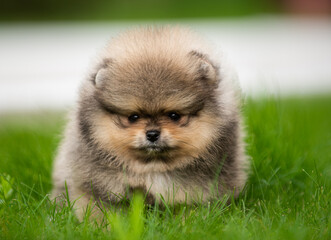 beautiful fluffy little Pomeranian puppies on a background of green grass in summer