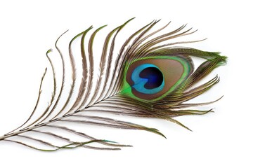 Obraz premium Peacock feather eye detail on white background.