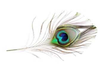 Obraz premium Peacock feather eye detail on white background.