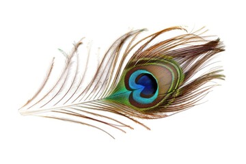 Obraz premium Peacock feather eye detail on white background.