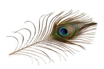 Obraz premium Peacock feather eye detail on white background.