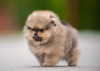 beautiful fluffy little Pomeranian puppies on a background of green grass in summer