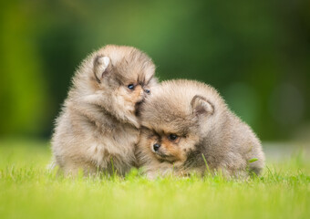 beautiful fluffy little Pomeranian puppies on a background of green grass in summer