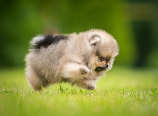 beautiful fluffy little Pomeranian puppies on a background of green grass in summer