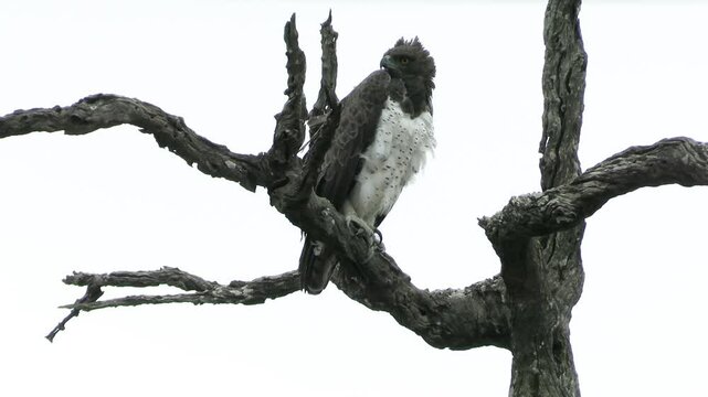 vautour sur un arbre mort dans le Parc National Kruger, Afrique du Sud
