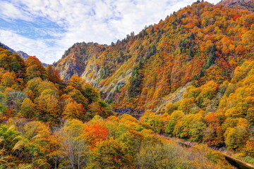 秋の奥只見湖雨池橋周辺の紅葉