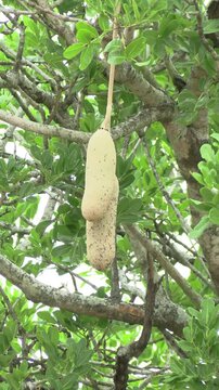 fruit de l'arbre &agrave; saucisses (Kigelia africana), en gros plan.