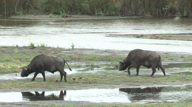 buffles sur le bord d'une rivi&egrave;re dans le Parc National Kruger, Afrique du Sud