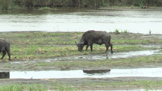 buffles sur le bord d'une rivi&egrave;re dans le Parc National Kruger, Afrique du Sud
