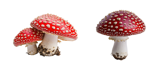 Set of  Red Amanita Mushrooms on white background isolated on transparent background