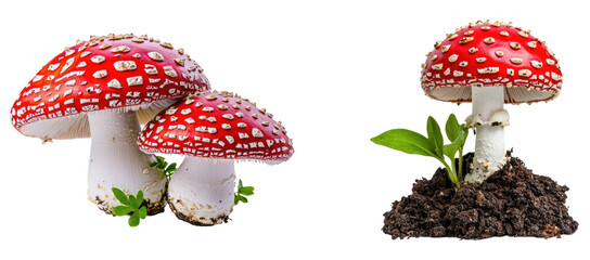 Set of  Red Amanita Mushrooms on white background isolated on transparent background