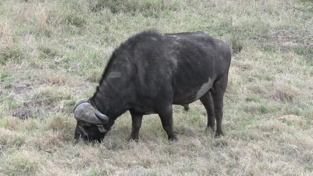 buffle dans le Parc National Kruger, Afrique du Sud