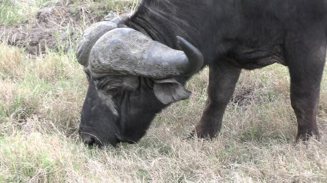 buffle dans le Parc National Kruger, Afrique du Sud