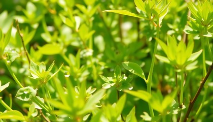 Obraz premium Dewdrops on Bright Green Leaves,