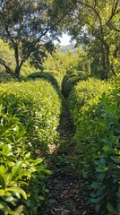 Sunlit Path Through Lush Green Foliage