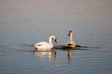 A large swan swimming on a large river with blue waters