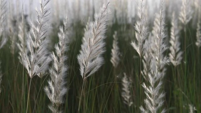 Saccharum Spontaneum or Kash Phool with Selective Focus, Also Known as Kans Grass, Wild Sugarcane