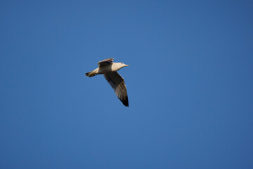 Obraz premium seagull flying in the blue sky